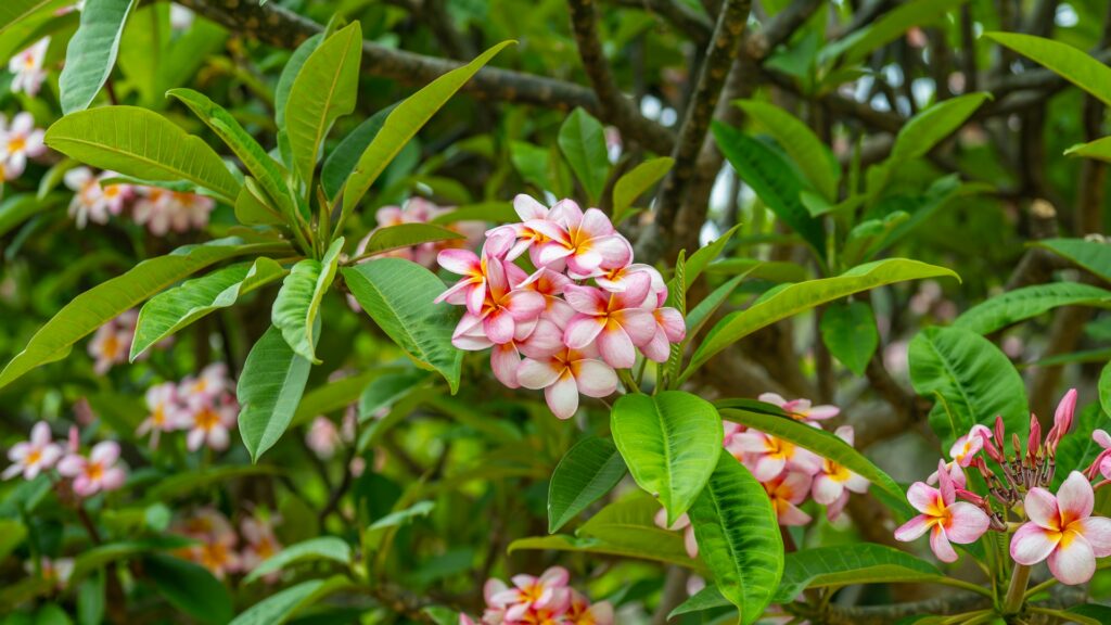 Pink and yellow plumeria flowers